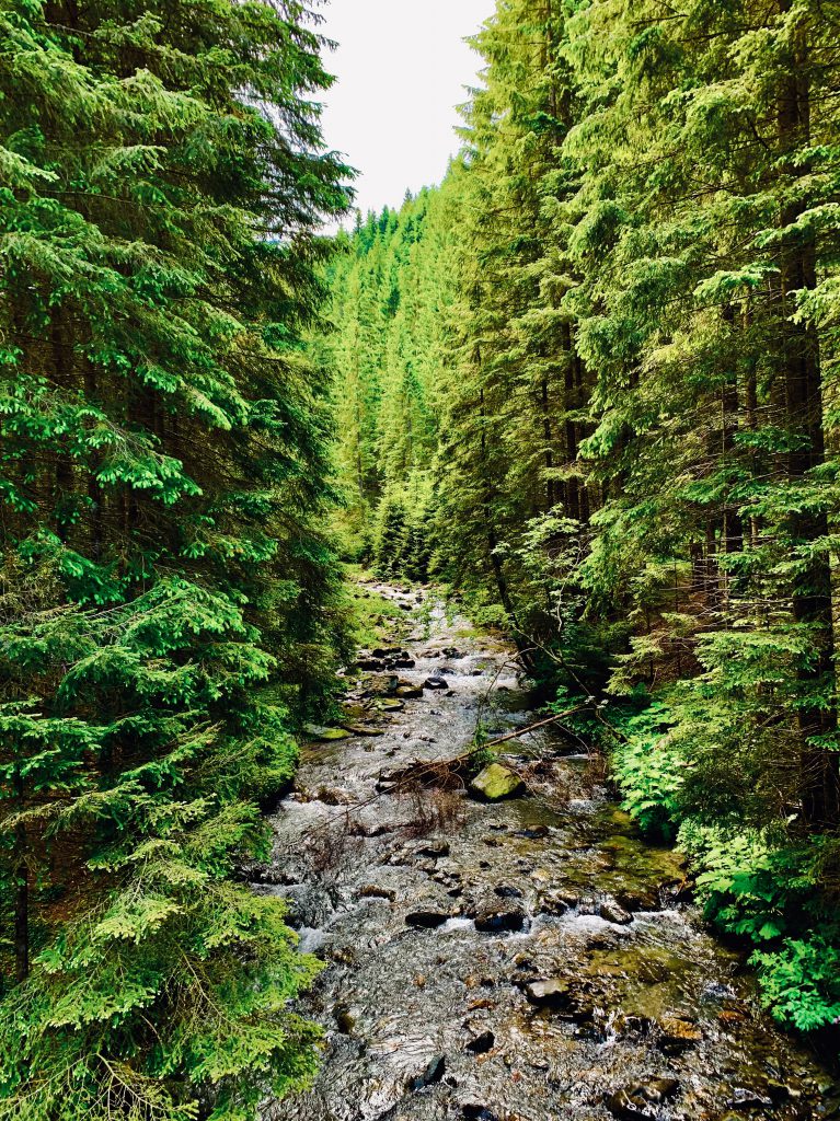 Foto del bosque con árboles grandes y muy verdes que lo atraviesan y rio. Como tratar la ansiedad, como tratar la depresión, tratar el estrés, alimentación sana, relación del nervio vago con la ansiedad, como cuidar el nervio vago, técnicas de relajación.