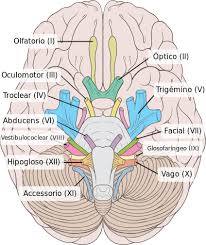 Foto del cerebelo donde te indica la salida de todos los nervios. Como tratar la ansiedad, como tratar la depresión, tratar el estrés, alimentación sana, relación del nervio vago con la ansiedad, como cuidar el nervio vago, técnicas de relajación.