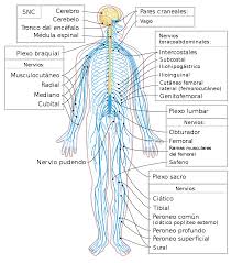 Foto del cuerpo humano describiendo todos los nervios que pasan por el cuerpo. Como tratar la ansiedad, como tratar la depresión, tratar el estrés, alimentación sana, relación del nervio vago con la ansiedad, como cuidar el nervio vago, técnicas de relajación. 