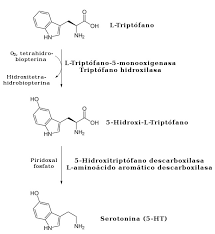 Dibujo de la importancia que tiene ingerir alimentos con triptófano para producir la serotonina. Como tratar la ansiedad, como tratar la depresión, tratar el estrés, alimentación sana, relación del nervio vago con la ansiedad, como cuidar el nervio vago, técnicas de relajación.