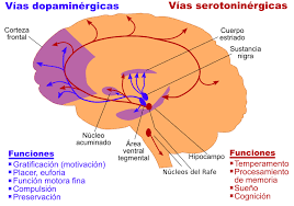 Dibujo del cerebro indicando las funciones de la serotonina. Como tratar la ansiedad, como tratar la depresión, tratar el estrés, alimentación sana, relación del nervio vago con la ansiedad, como cuidar el nervio vago, técnicas de relajación.