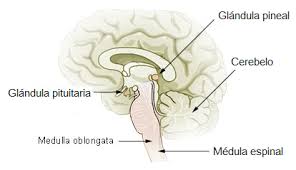La importancia de activar la Glándula pineal. Trastornos de la glándula pineal: el principal inconveniente de la glándula  es la calcificación. Como tratar la ansiedad, como tratar la depresión, tratar el estrés, alimentación sana, relación del nervio vago con la ansiedad, como cuidar el nervio vago, técnicas de relajación.