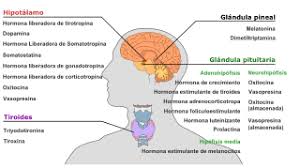 La Glándula Pineal, es de las más importantes que hay en el cuerpo. Como tratar la ansiedad, como tratar la depresión, tratar el estrés, alimentación sana, relación del nervio vago con la ansiedad, como cuidar el nervio vago, técnicas de relajación.