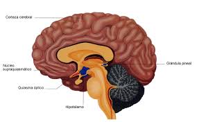 beneficios que obtienes al activar la Glándula Pineal para la salud. Como tratar la ansiedad, como tratar la depresión, tratar el estrés, alimentación sana, relación del nervio vago con la ansiedad, como cuidar el nervio vago, técnicas de relajación.